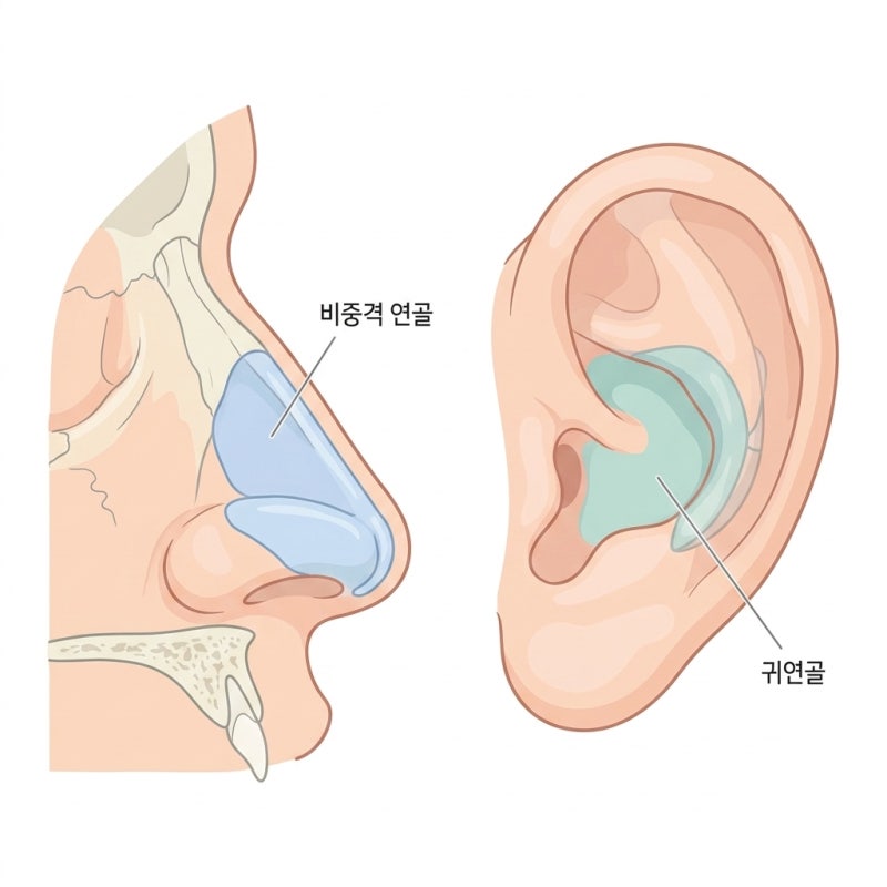 들창코성형 수술 병원 고를 때 체크 포인트 사진 8