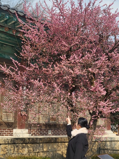 부산 근처 봄 나들이 명소 - 통도사 홍매화 구경하세요! 사진 7
