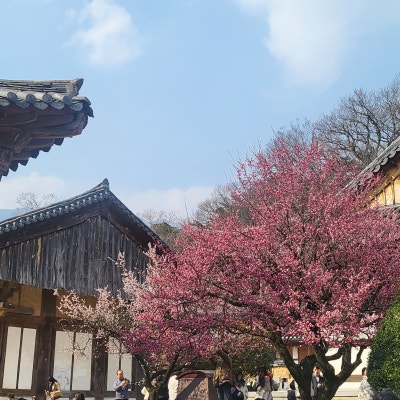 부산 근처 봄 나들이 명소 - 통도사 홍매화 구경하세요! 사진 6