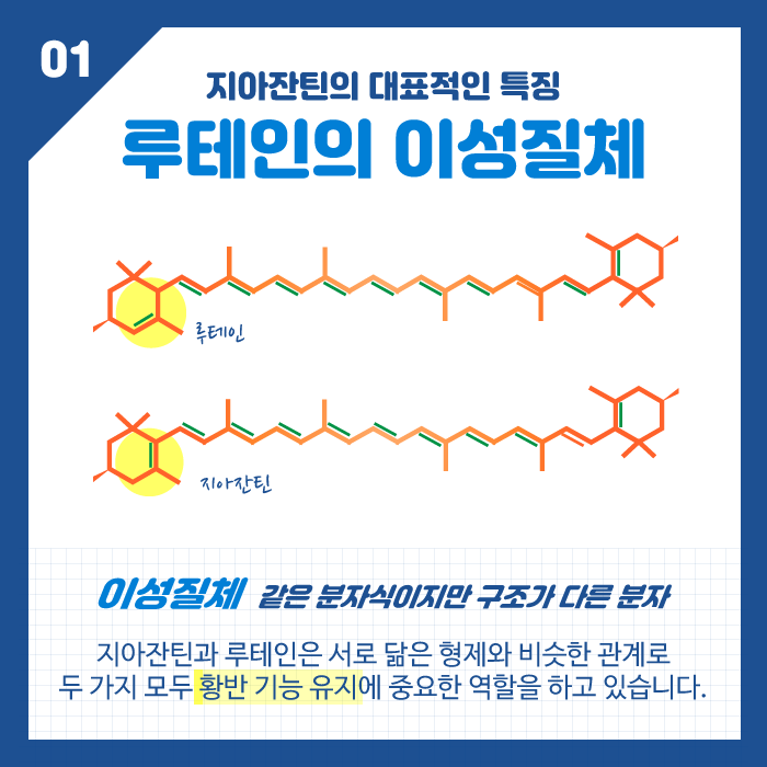 [눈 건강] 눈에 좋은 지아잔틴, 루테인과 어떻게 다른가요? 사진 3