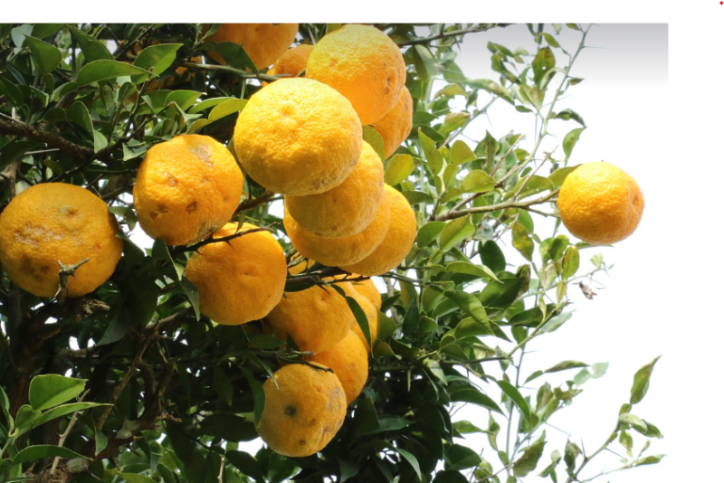 How to Boost Immunity with Yuzu Tea Benefits