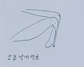 에스파 카리나/ 윈터 코는 왜 예뻐보일까?
