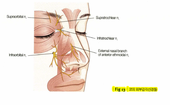 1. Anatomy